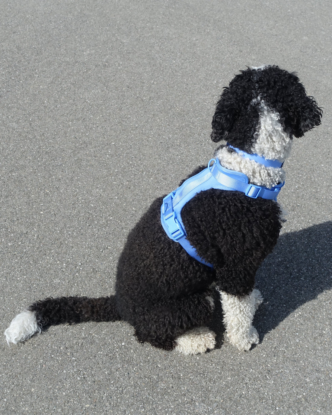 Pawfect Fit Harnas Voor Honden