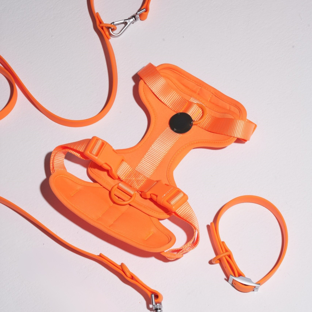 Oranje / XL