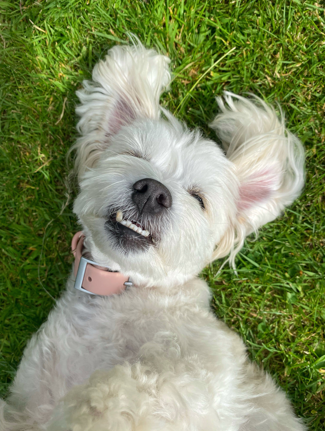 Pawfect Fit Harnas Voor Honden
