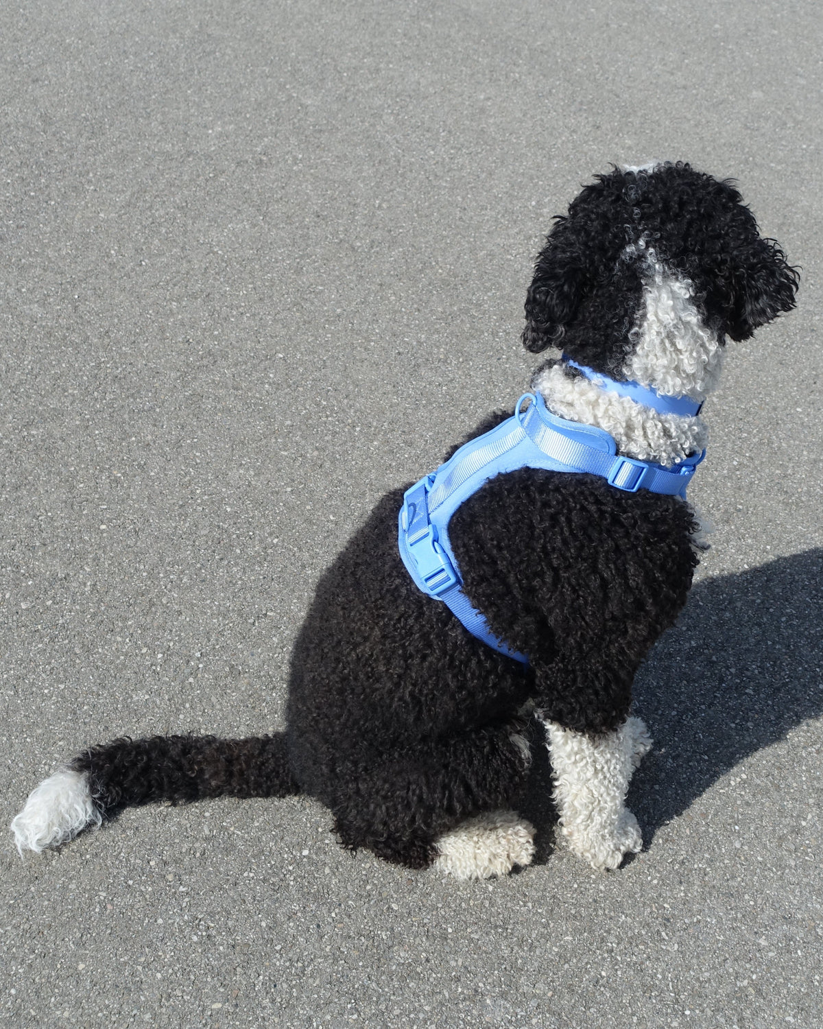 Pawfect Fit Harnas Voor Honden