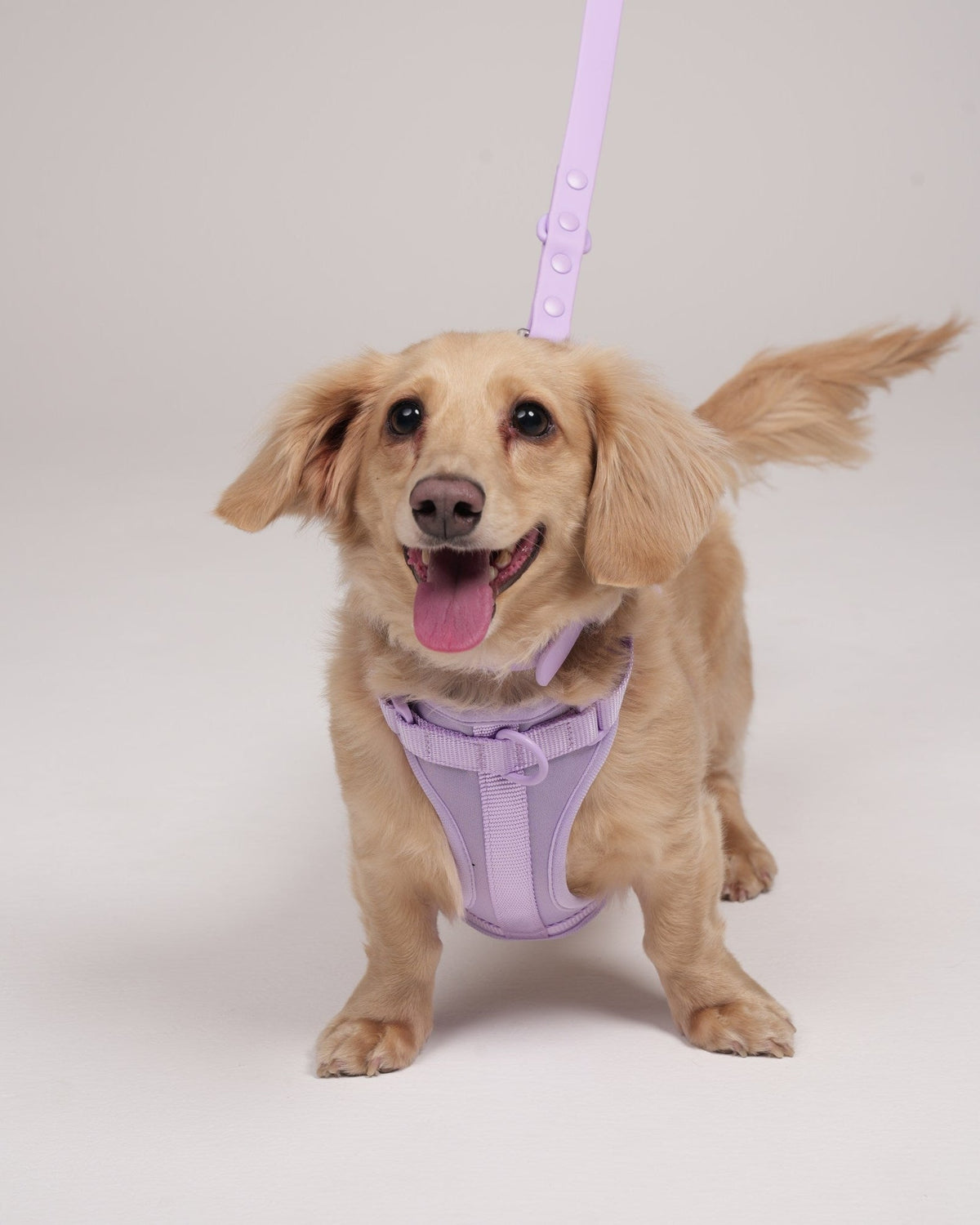 Pawfect Fit Harnas Voor Honden