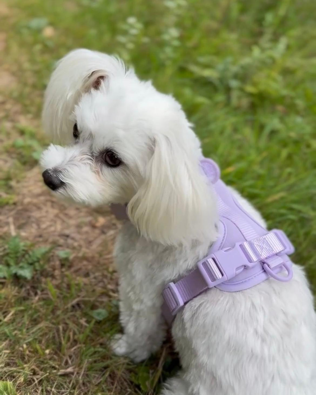 Pawfect Fit Harnas Voor Honden