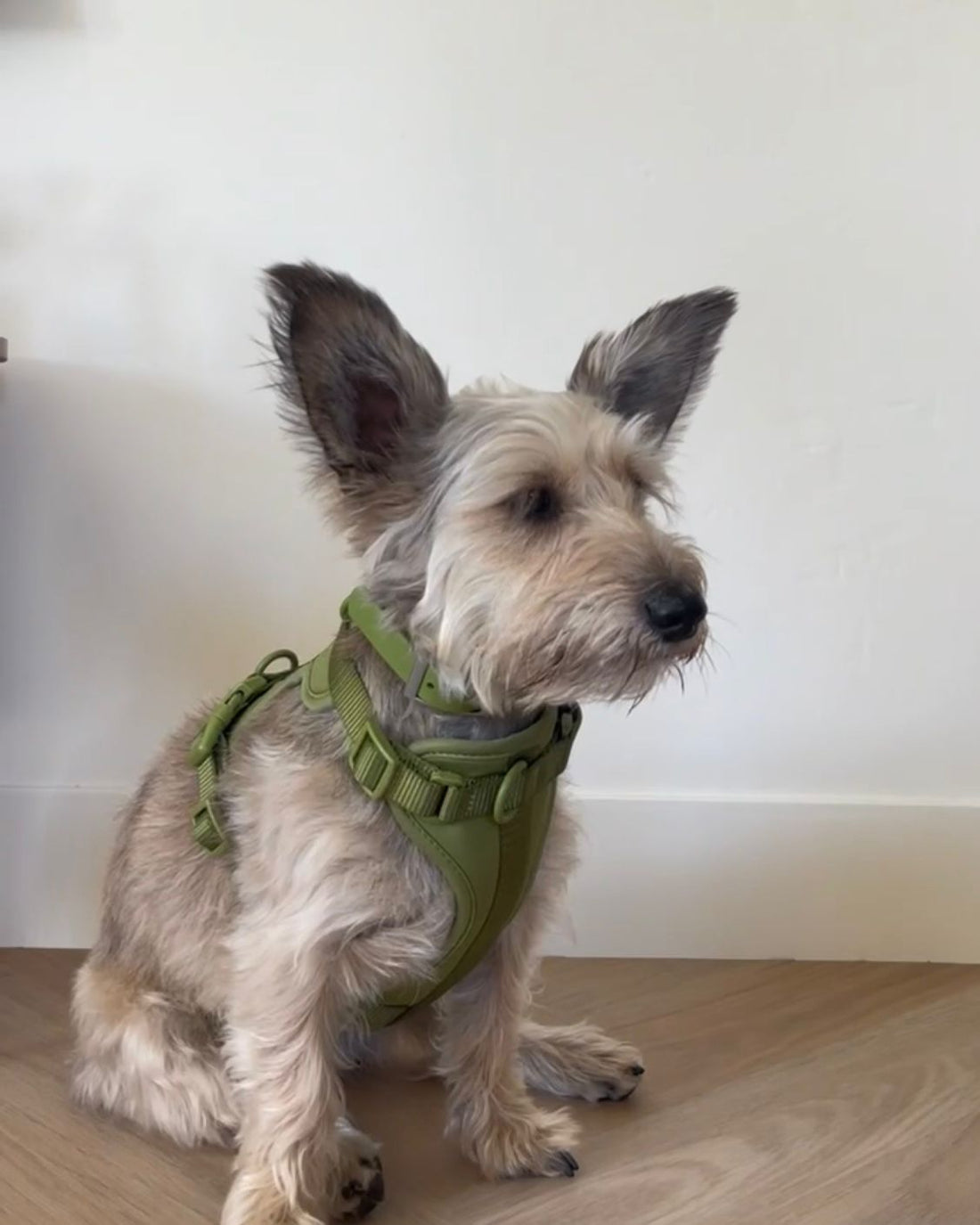 Pawfect Fit Harnas Voor Honden